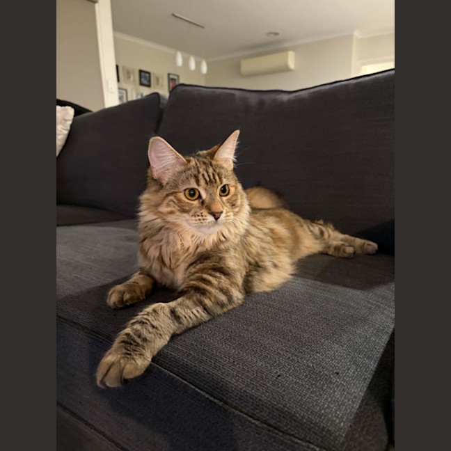 Photo of Maple