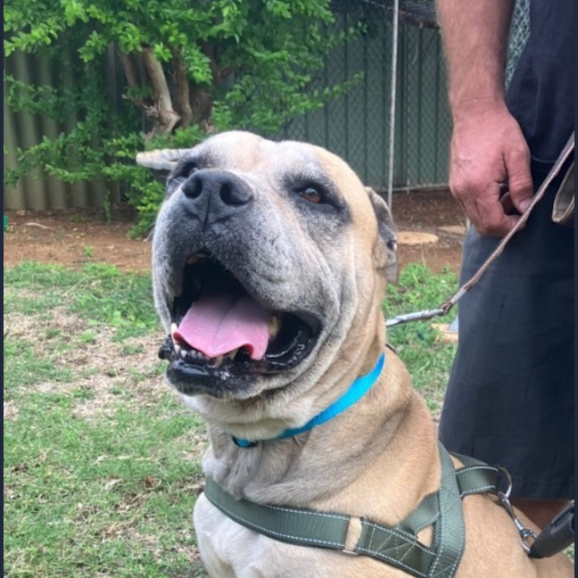 Photo of Diesel
