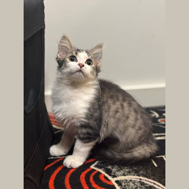 Photo of Smeagle Mc Cotton Ball