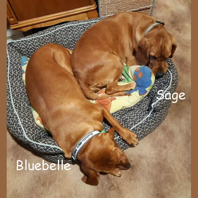 Photo of Sage