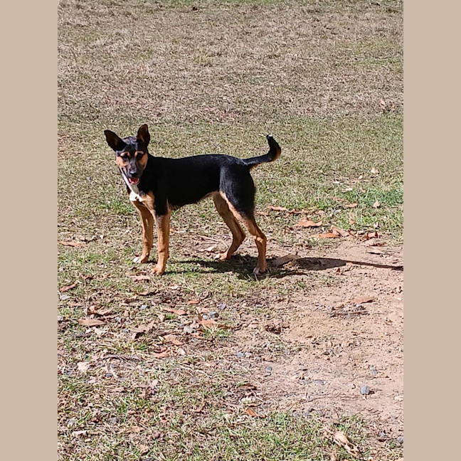 Photo of Sheba