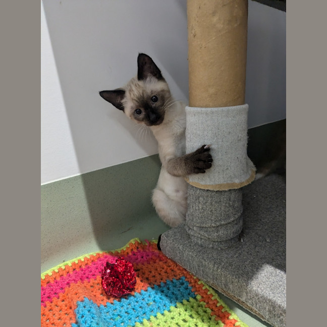 Photo of Cookie