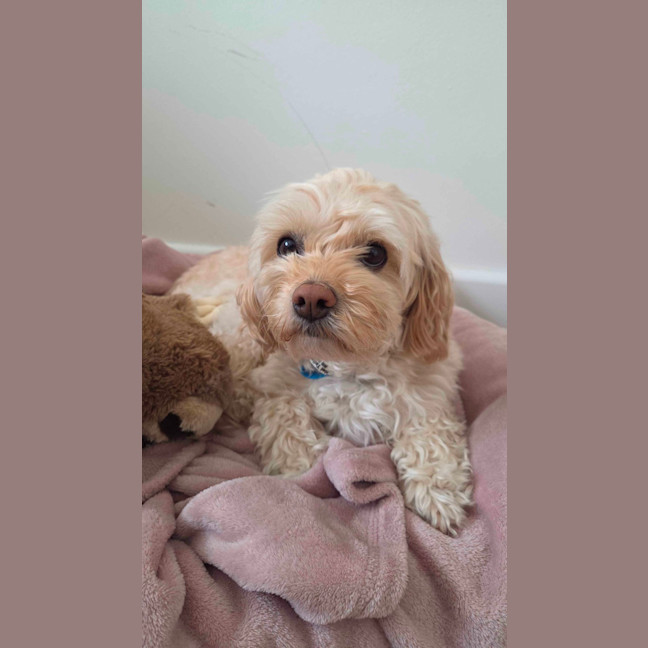 Photo of Asher