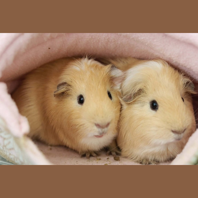 Photo of Waffles & Pancake