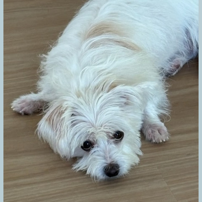 Photo of Poppy