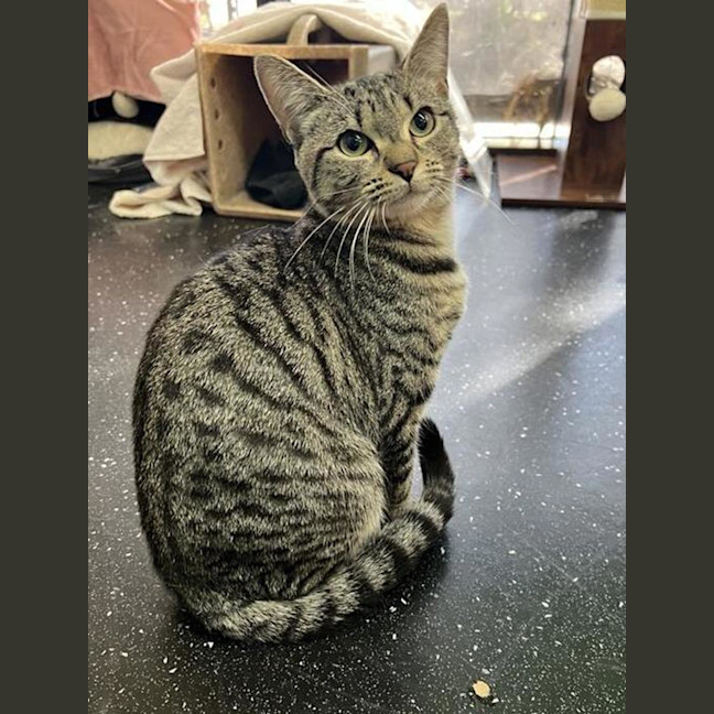 Photo of Tabby Princess