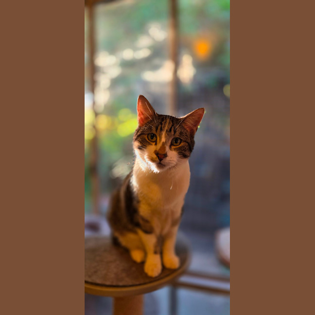 Photo of Clyde
