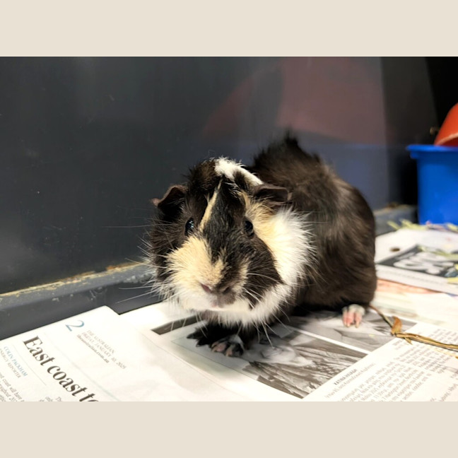 Photo of Midnight