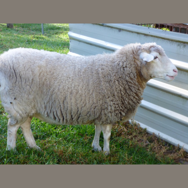 Photo of Sheep