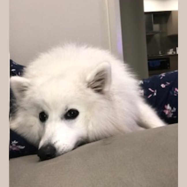 Photo of Mellow   8 Year Old Japanese Spitz