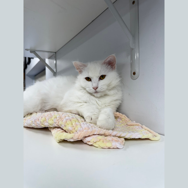 Photo of Milly