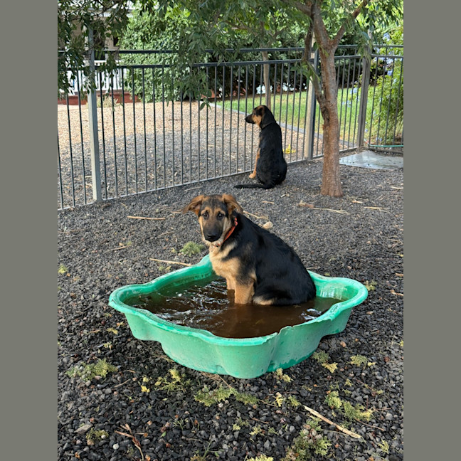 Photo of Fergus 🧡