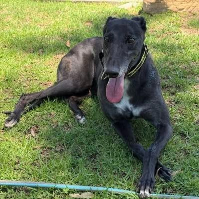 Photo of Fenton The Greyhound