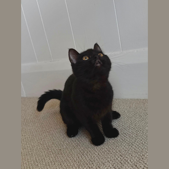 Photo of Junie 