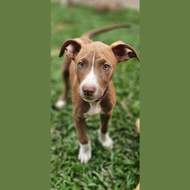 Photo of Safari