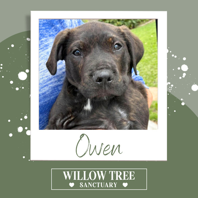 Photo of Owen
