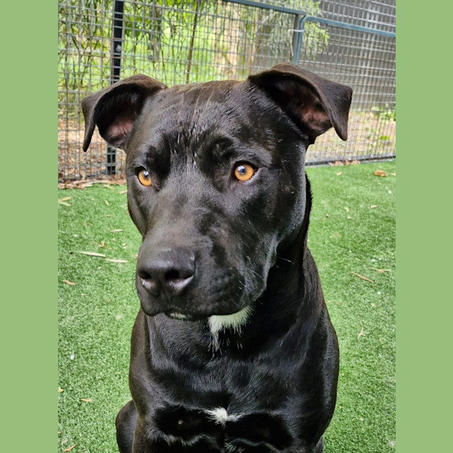 Photo of D1052 Hutch