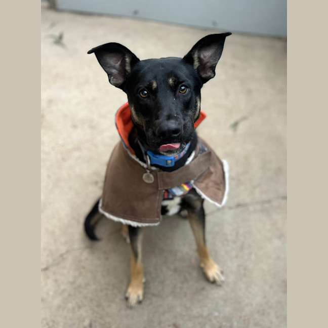 Photo of Zazu