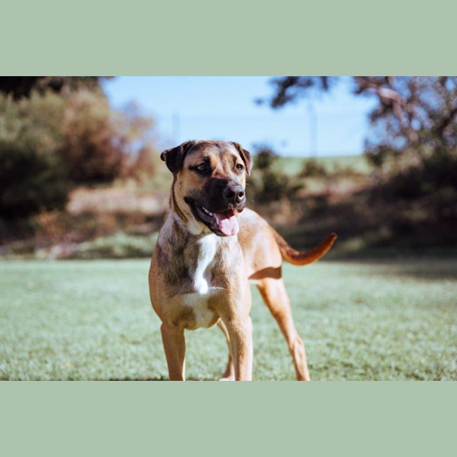 Photo of Star Kumara