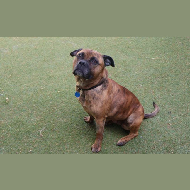 Photo of Sharon 'Shazza' Pawsborne