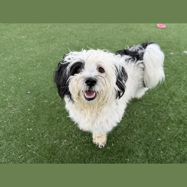 Photo of Freya Imp 3179