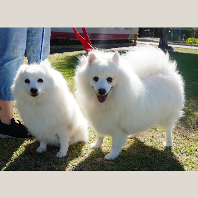 Photo of Lexie And Tudor