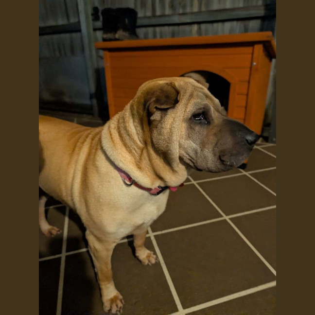Photo of Bonnie Girl
