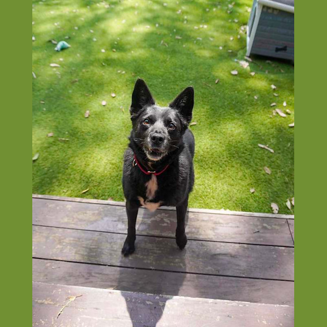 Photo of Roxy