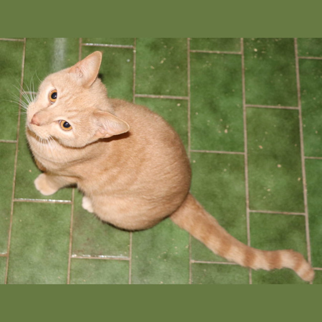 Photo of Fox Now Available At Pet Quarters Broadmeadow