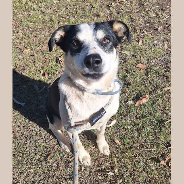 Photo of Boscoe