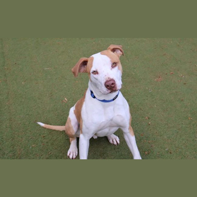Photo of Bongo