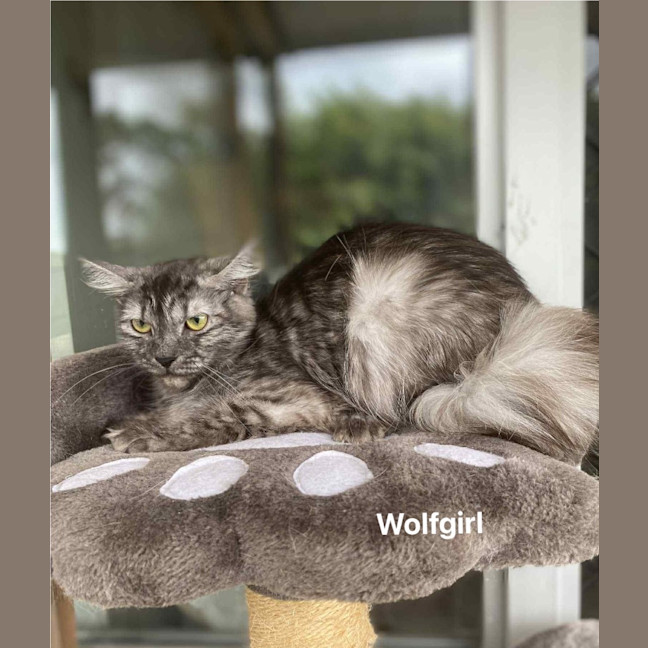 Photo of Wolfgirl