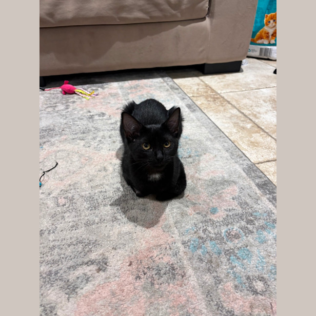 Photo of Bandit