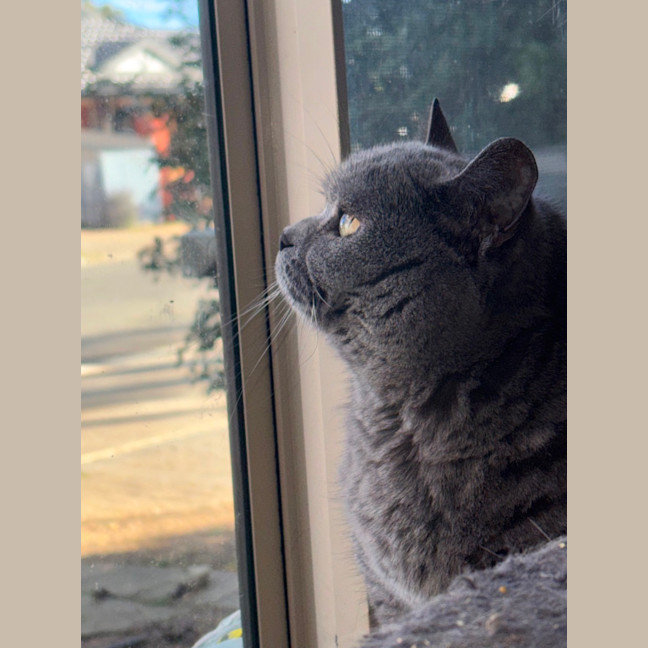 Photo of Muffin