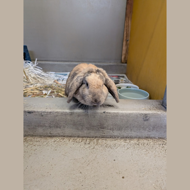 Photo of Miffy