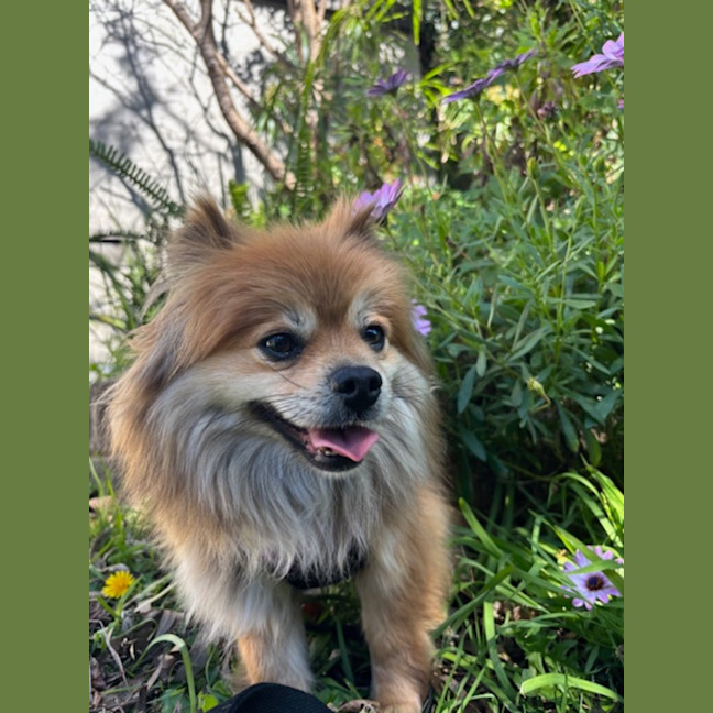 Photo of Milo