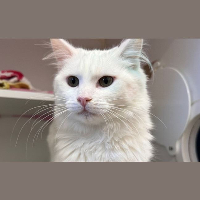 Photo of Benji