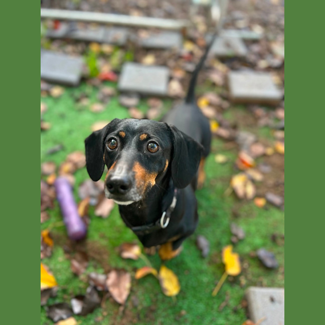Photo of Ollie