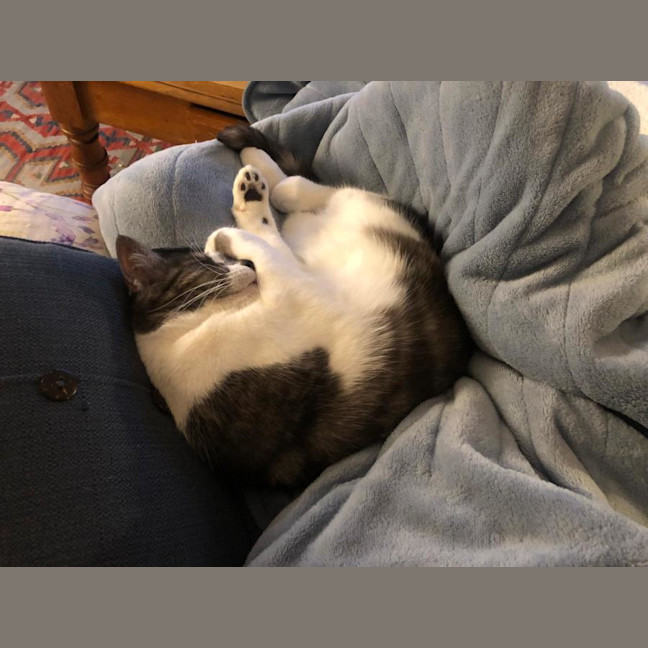 Photo of Lamington