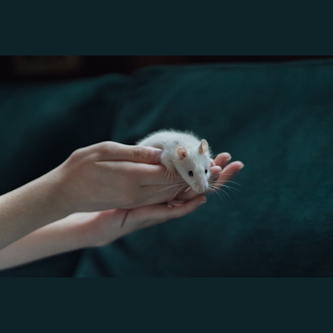 Photo of Toad & Beetle