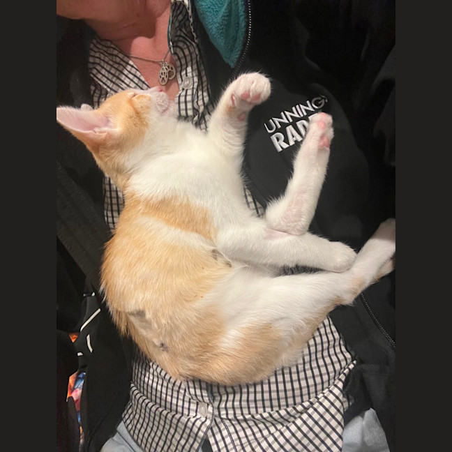 Photo of Cheddar & Swiss