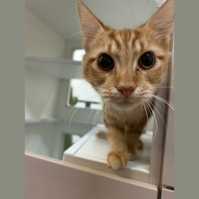 Photo of Ginger
