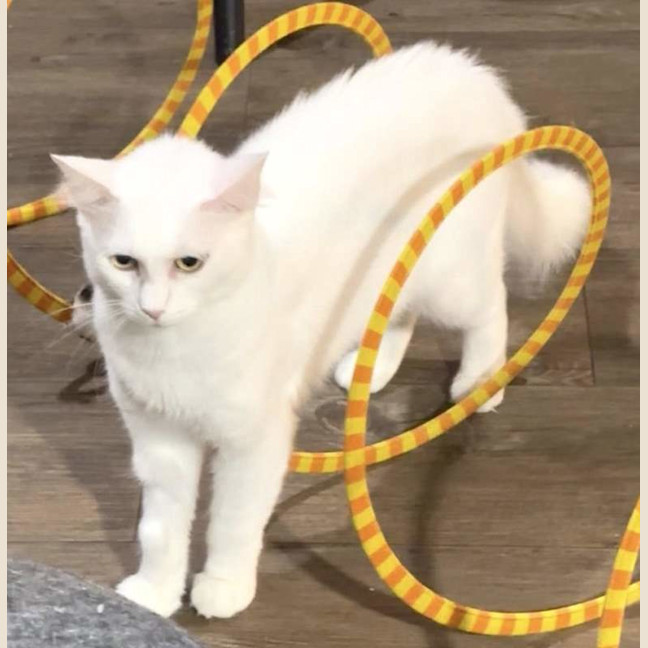 Photo of Snowflake