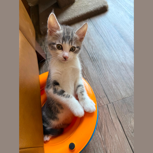 Photo of Herb Meet Me@Petstock Keysborough Store