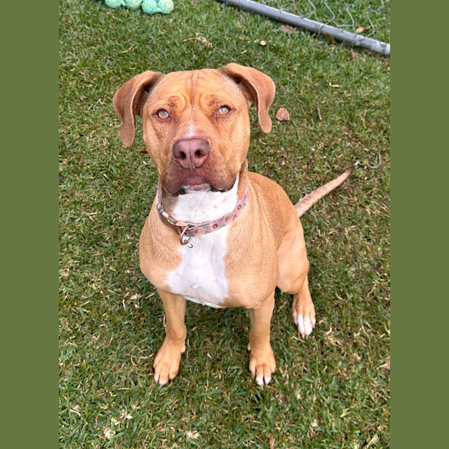 Photo of Nala