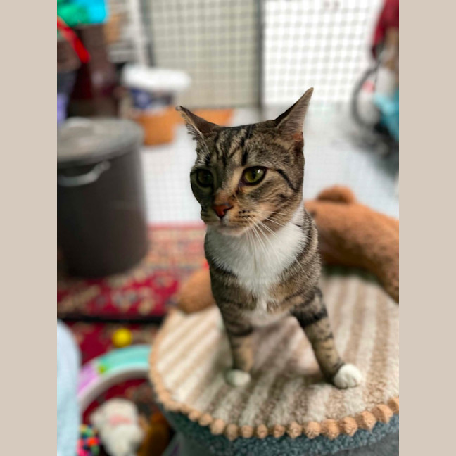 Photo of Nael ** 2nd Chance Cat Rescue **