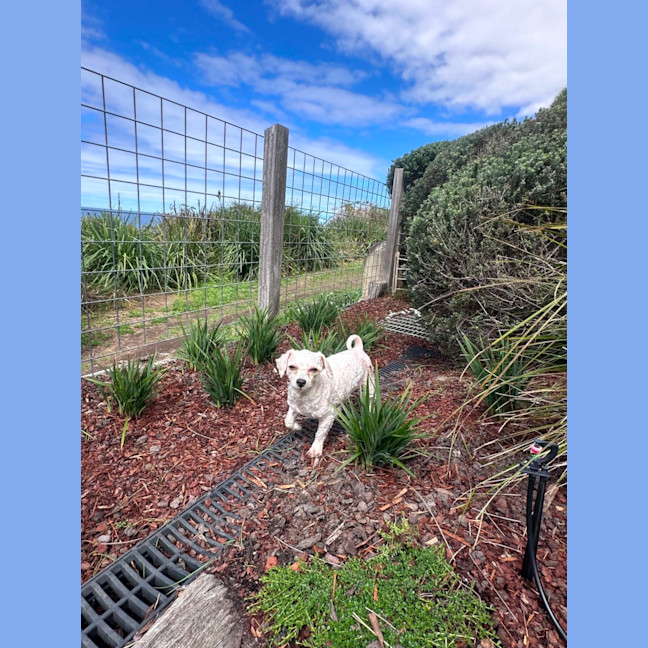 Photo of Dolly