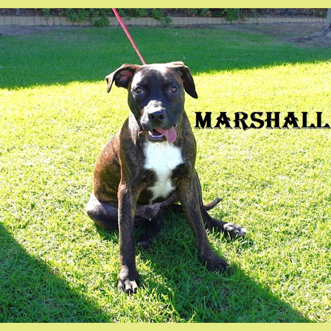 Photo of Marshall
