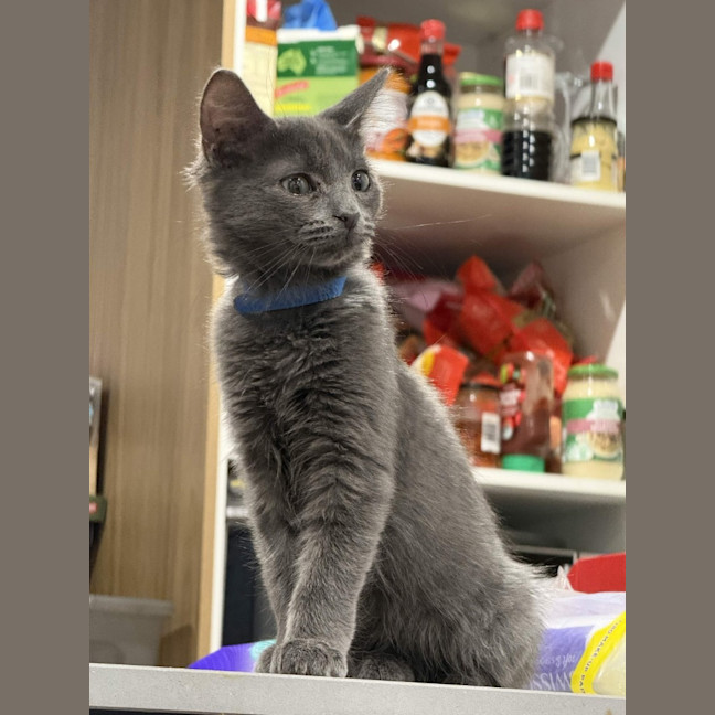 Photo of Milo