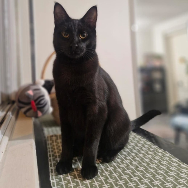 Photo of Lestat   Located In Preston